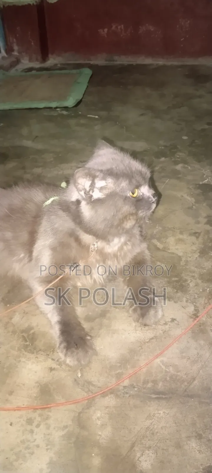 ৩-৬ মাস বয়সী পুরুষ পিওর ব্রেড পার্সিয়ান