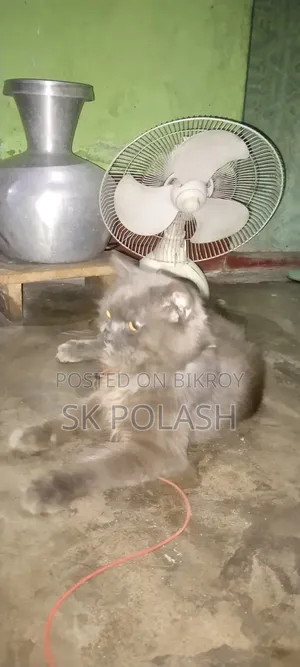 ৩-৬ মাস বয়সী পুরুষ পিওর ব্রেড পার্সিয়ান