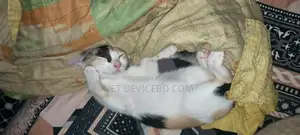 ১-৩ মাস বয়সী ফিমেল মিক্সড ব্রিড পার্সিয়ান