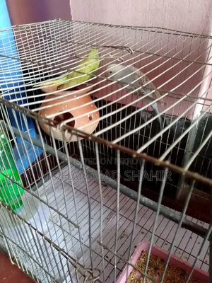 একজোড়া পাখি বিক্রি হবে কম দামে