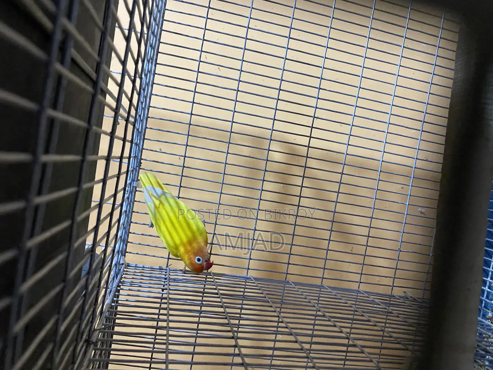 Yellow Fisher Lovebird Male