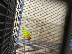 Yellow Fisher Lovebird Male