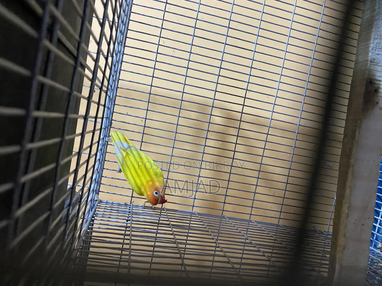 Yellow Fisher Lovebird Male