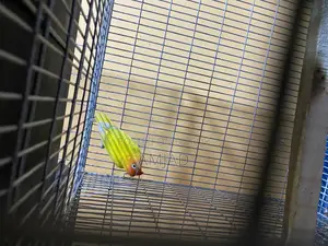 Yellow Fisher Lovebird Male