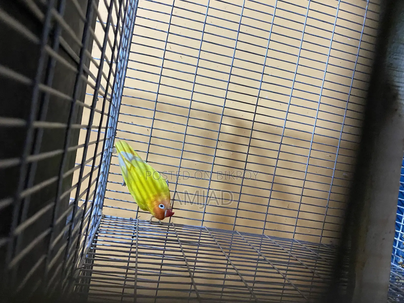 Yellow Fisher Lovebird Male