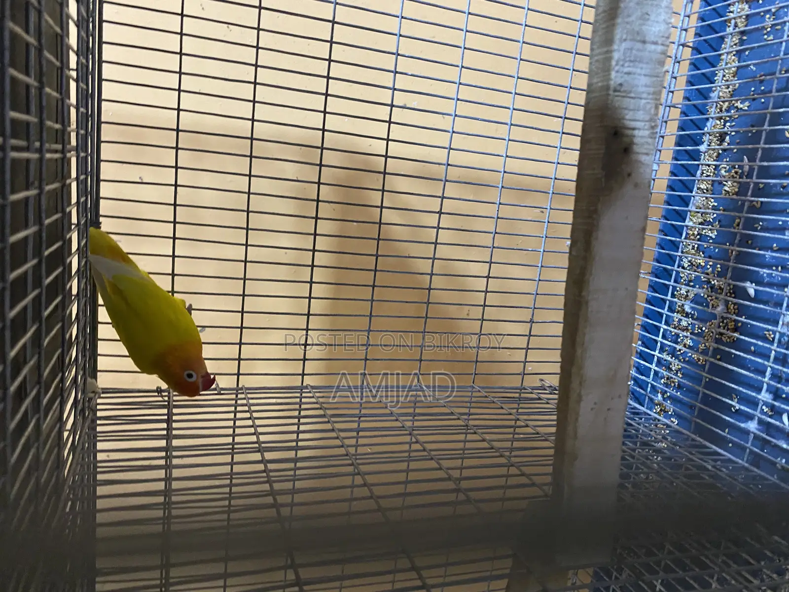 Yellow Fisher Lovebird Male