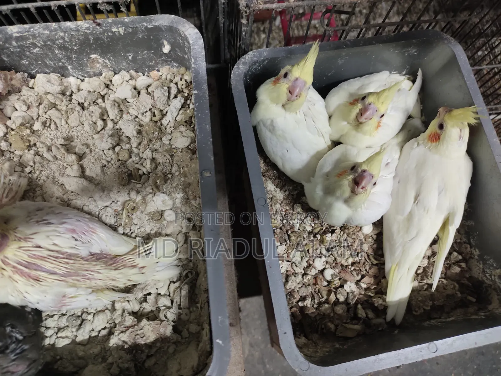 Cockatiel Baby