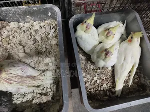 ককাটেল বেবি