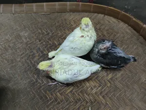 Cockatiel Baby