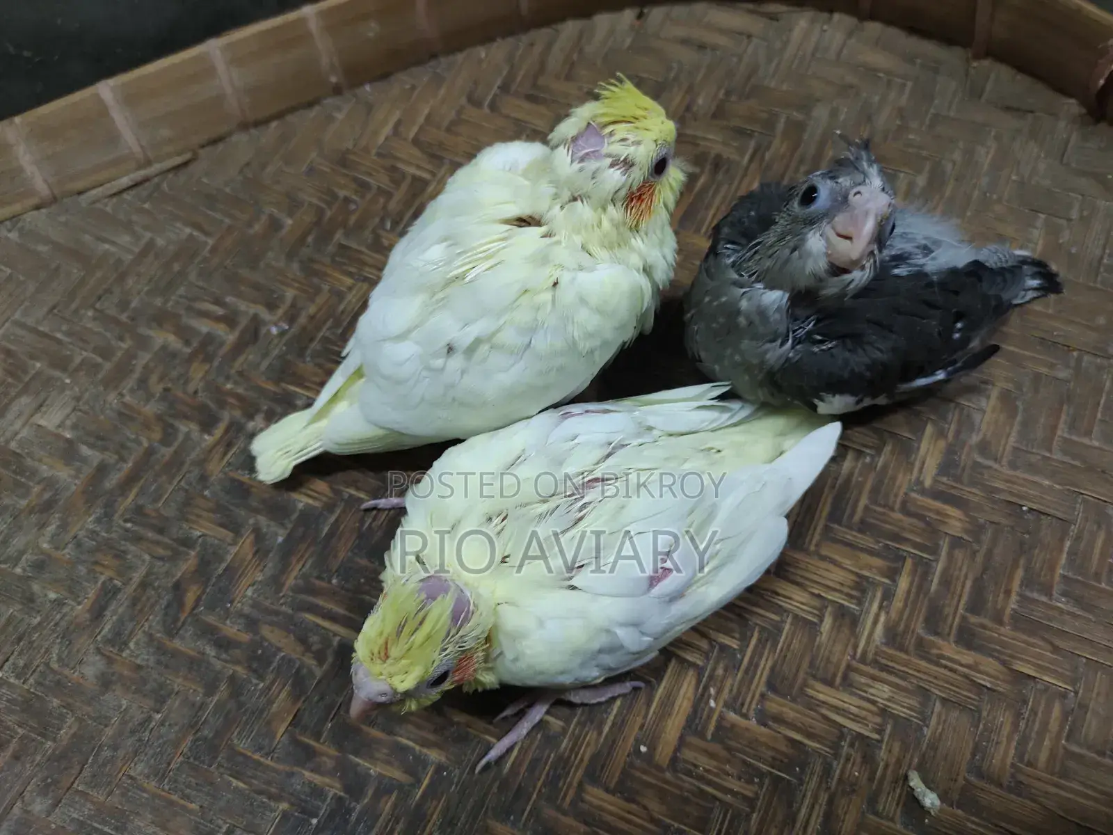ককাটেল বেবি