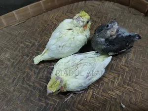 Cockatiel Baby