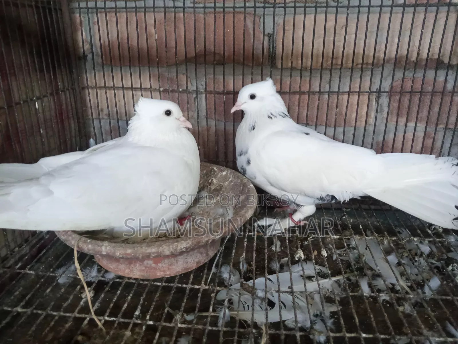 Running Pair. With Baby .Kakgi Kobutor
