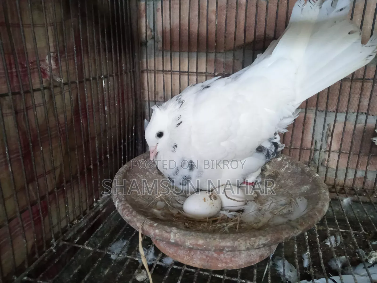 Running Pair. With Baby .Kakgi Kobutor