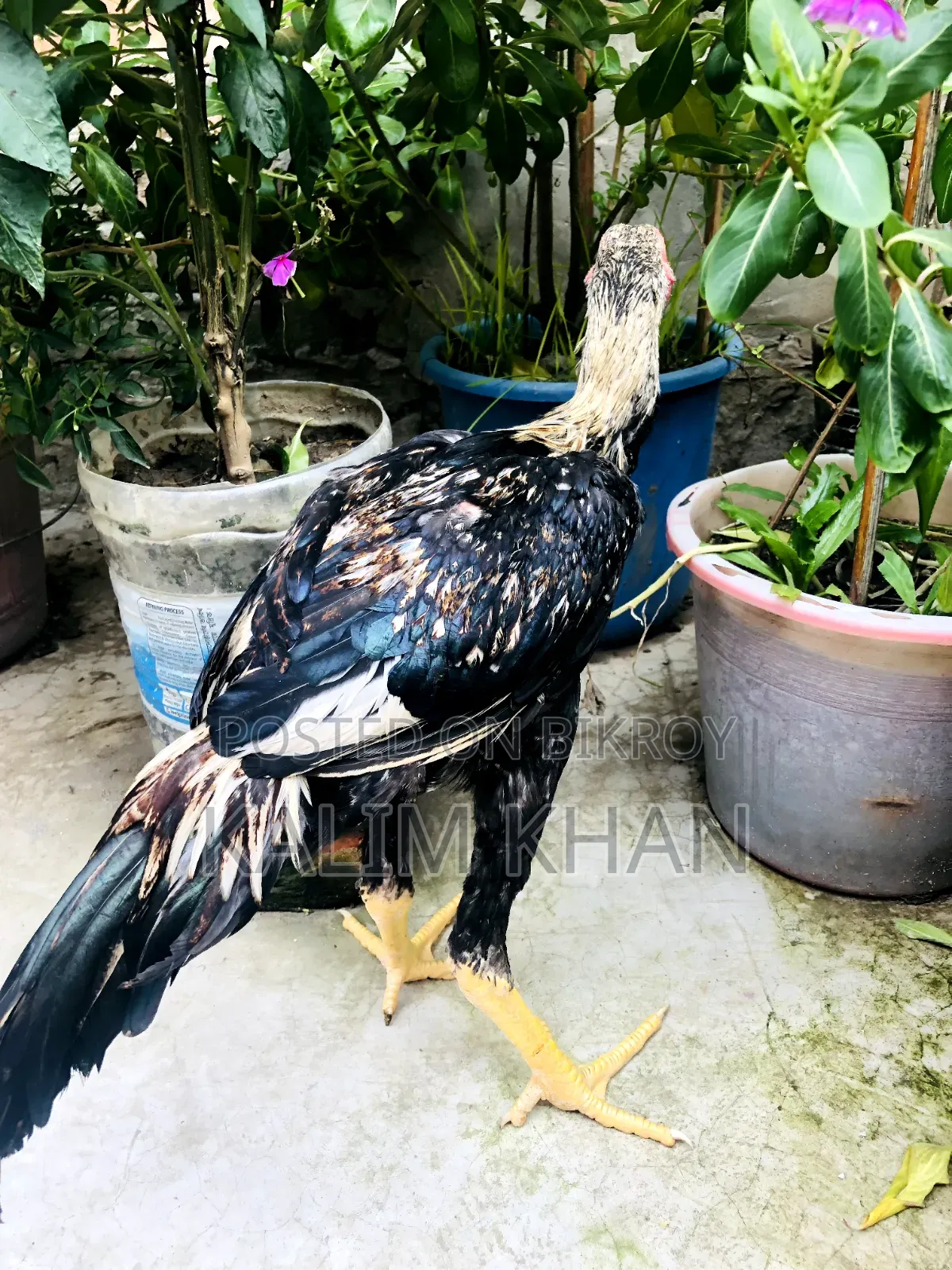 দুইটি আসিল মুরগি একটি মোরগ বয়স ৫ মাস বিক্রি করা হবে