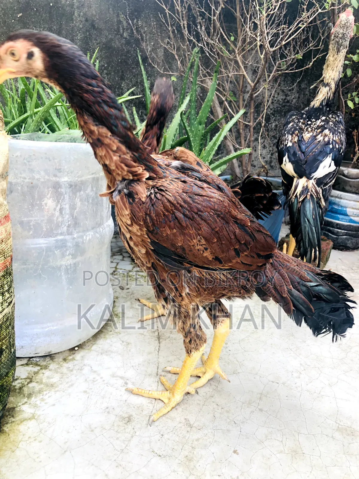 দুইটি আসিল মুরগি একটি মোরগ বয়স ৫ মাস বিক্রি করা হবে