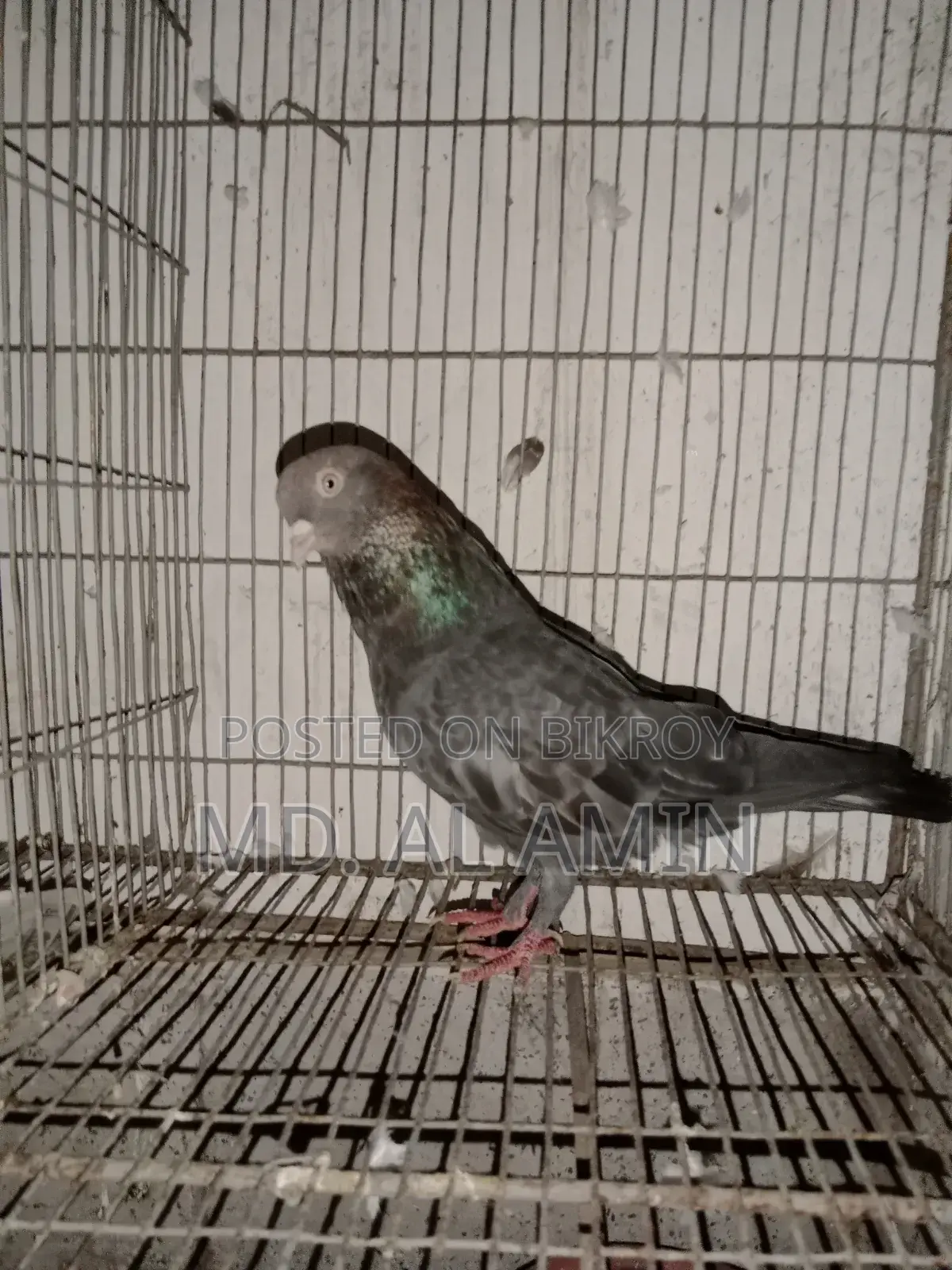 Giribaz Pigeon