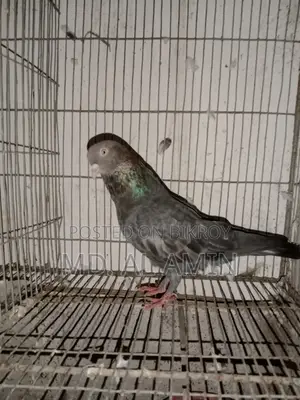 Giribaz Pigeon