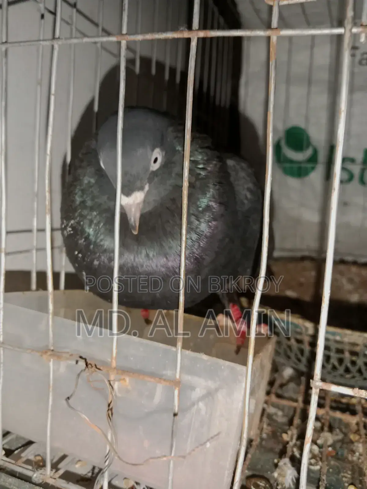 Giribaz Pigeon