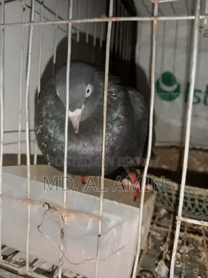 Giribaz Pigeon