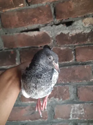 Pigeon for Sell
