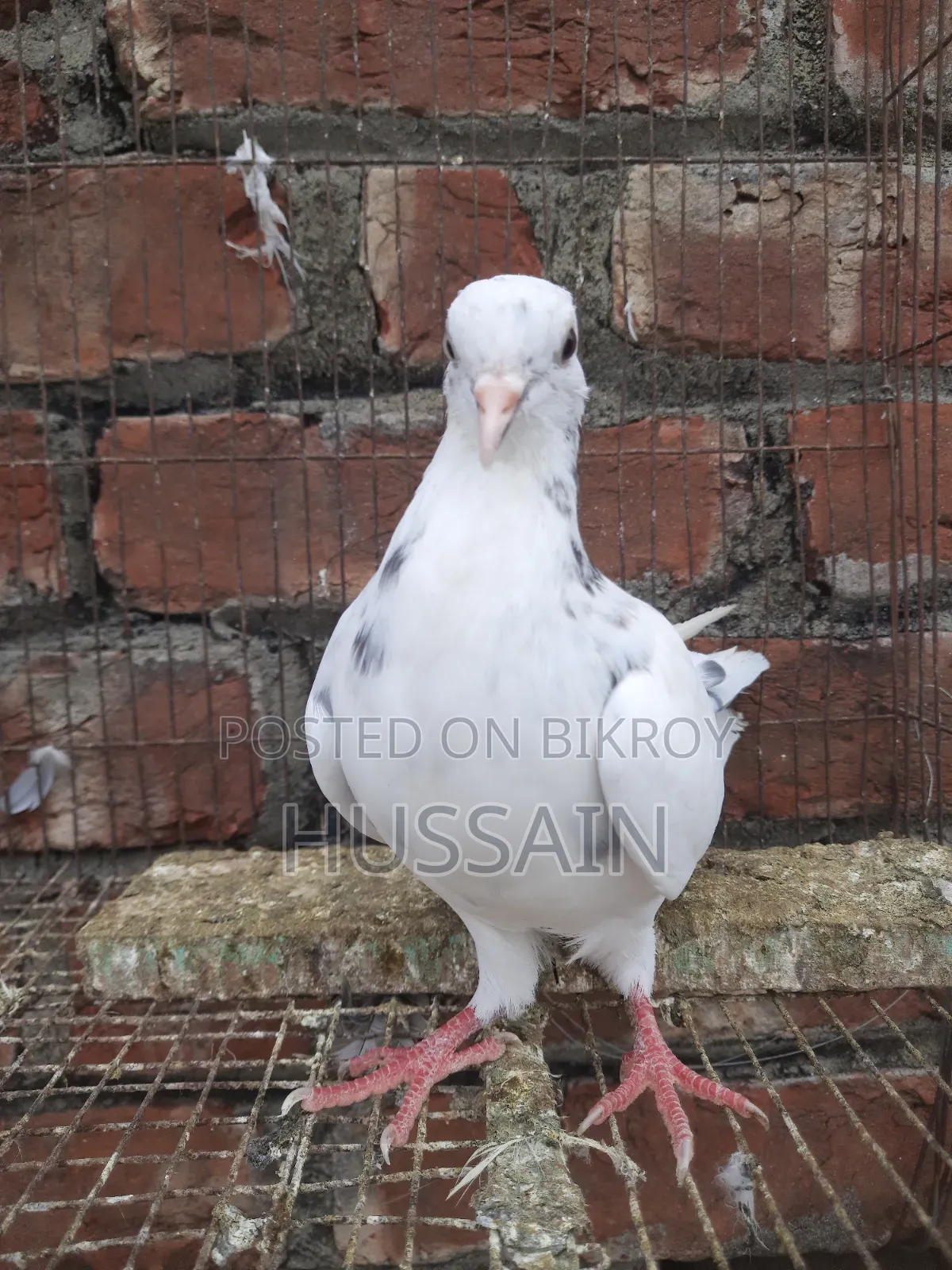 Pigeon for Sell