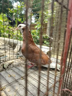 Original Rajgollar Baby