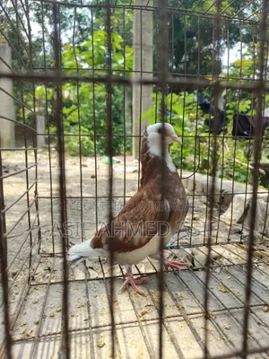 Original Rajgollar Baby