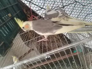 Cockatiel ককাটেল নিউ এডাল্ট