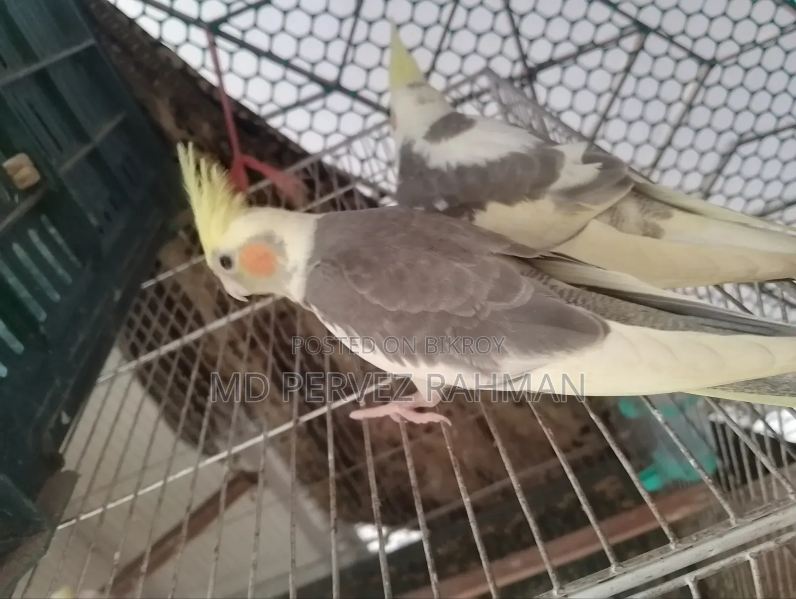 Cockatiel Male