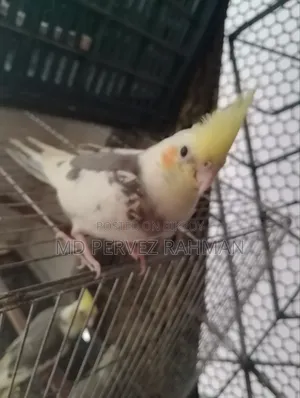 Cockatiel Male