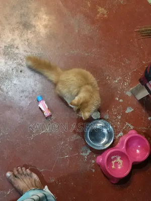 6-12 Months Female Purebred Persian Cat