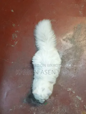 6-12 Months Female Purebred Persian Cat