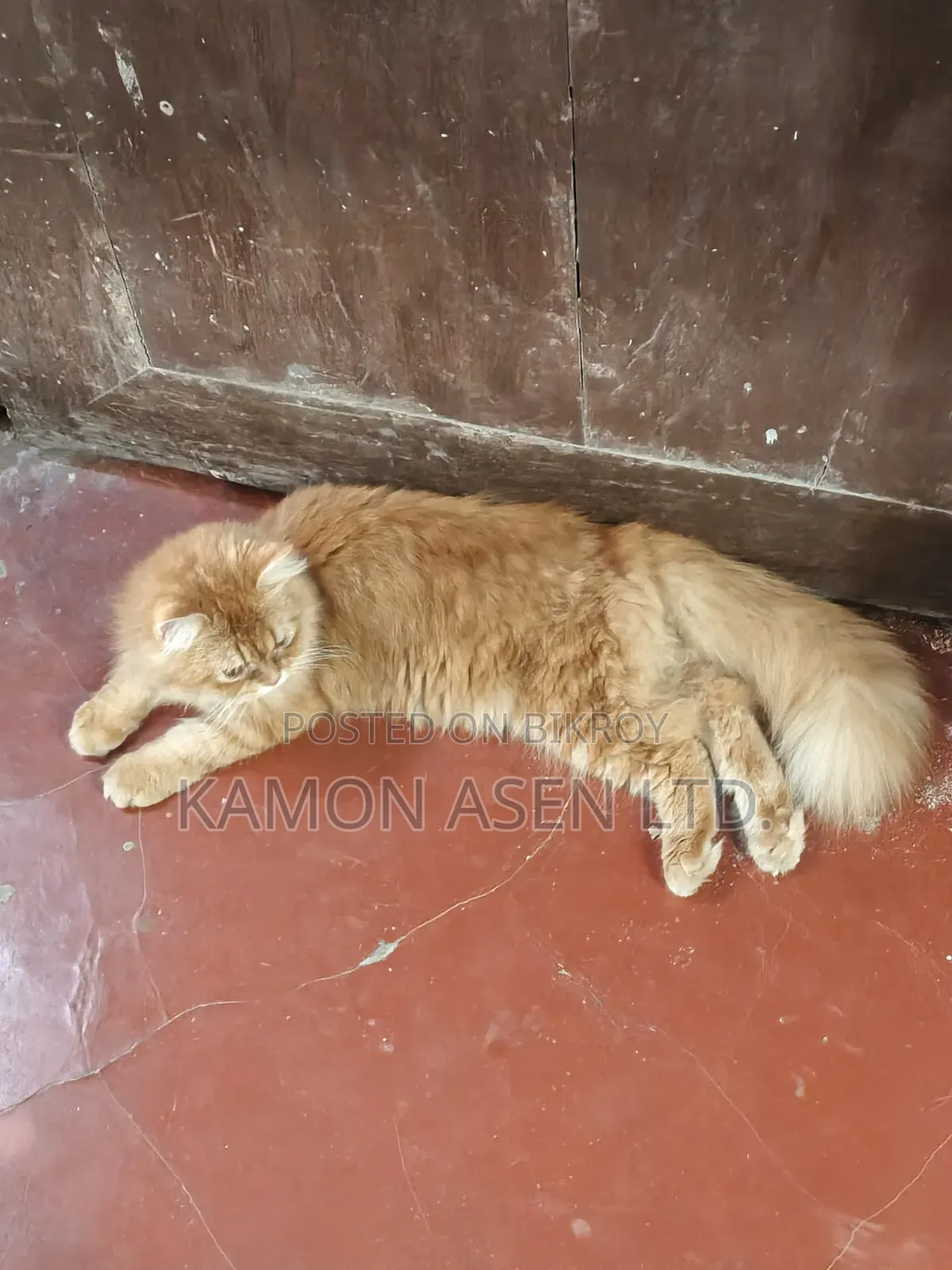 6-12 Months Female Purebred Persian Cat