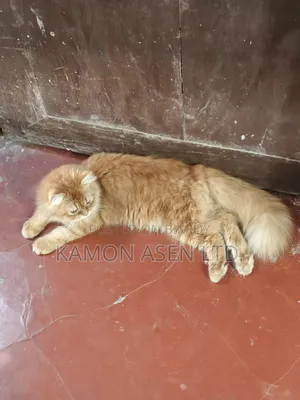 6-12 Months Female Purebred Persian Cat