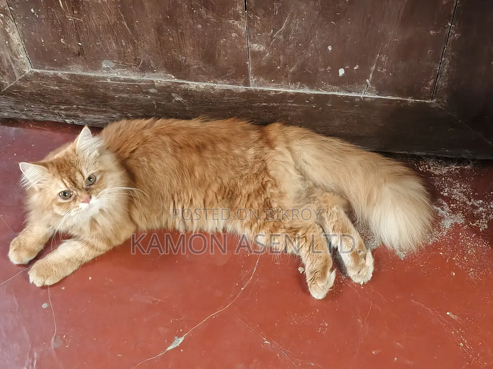 6-12 Months Female Purebred Persian Cat