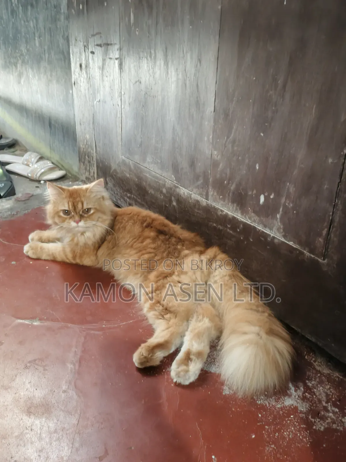 6-12 Months Female Purebred Persian Cat