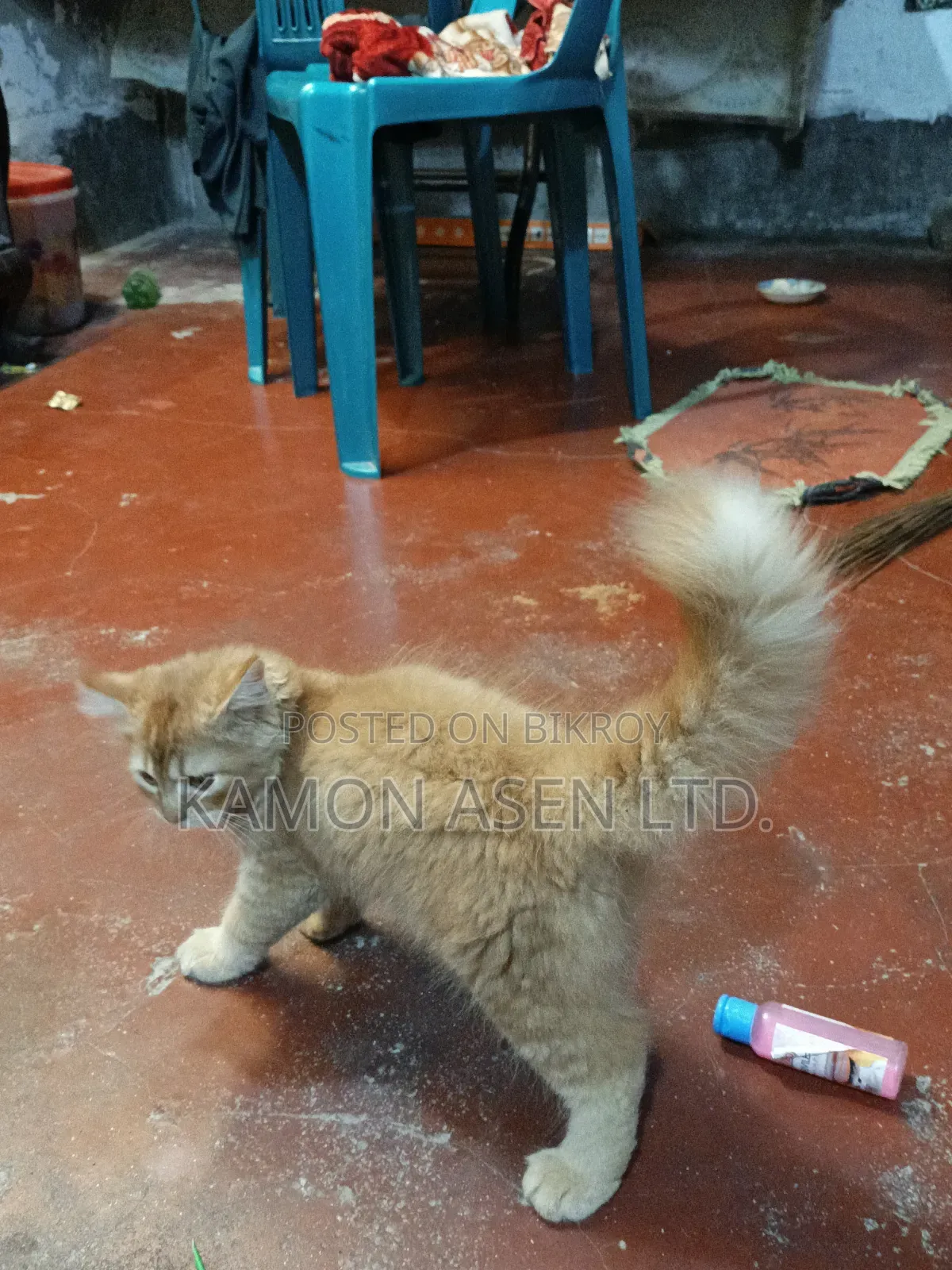 6-12 Months Female Purebred Persian Cat