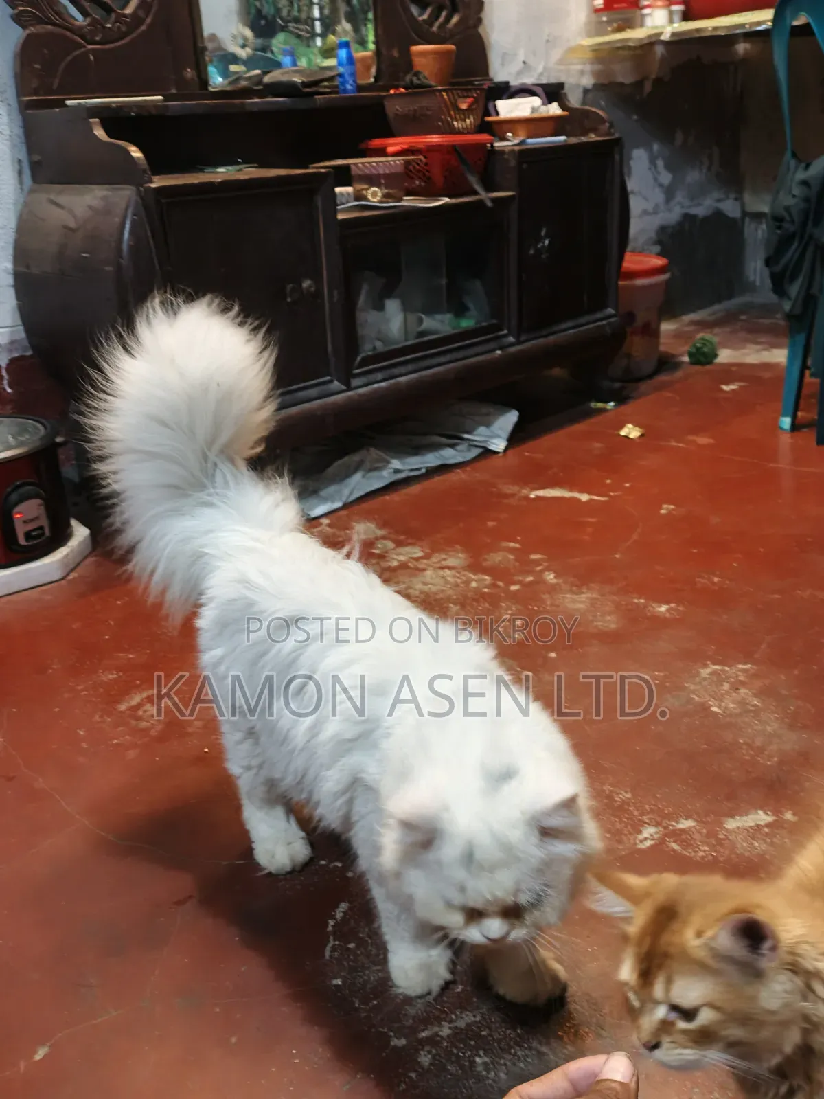 6-12 Months Female Purebred Persian Cat