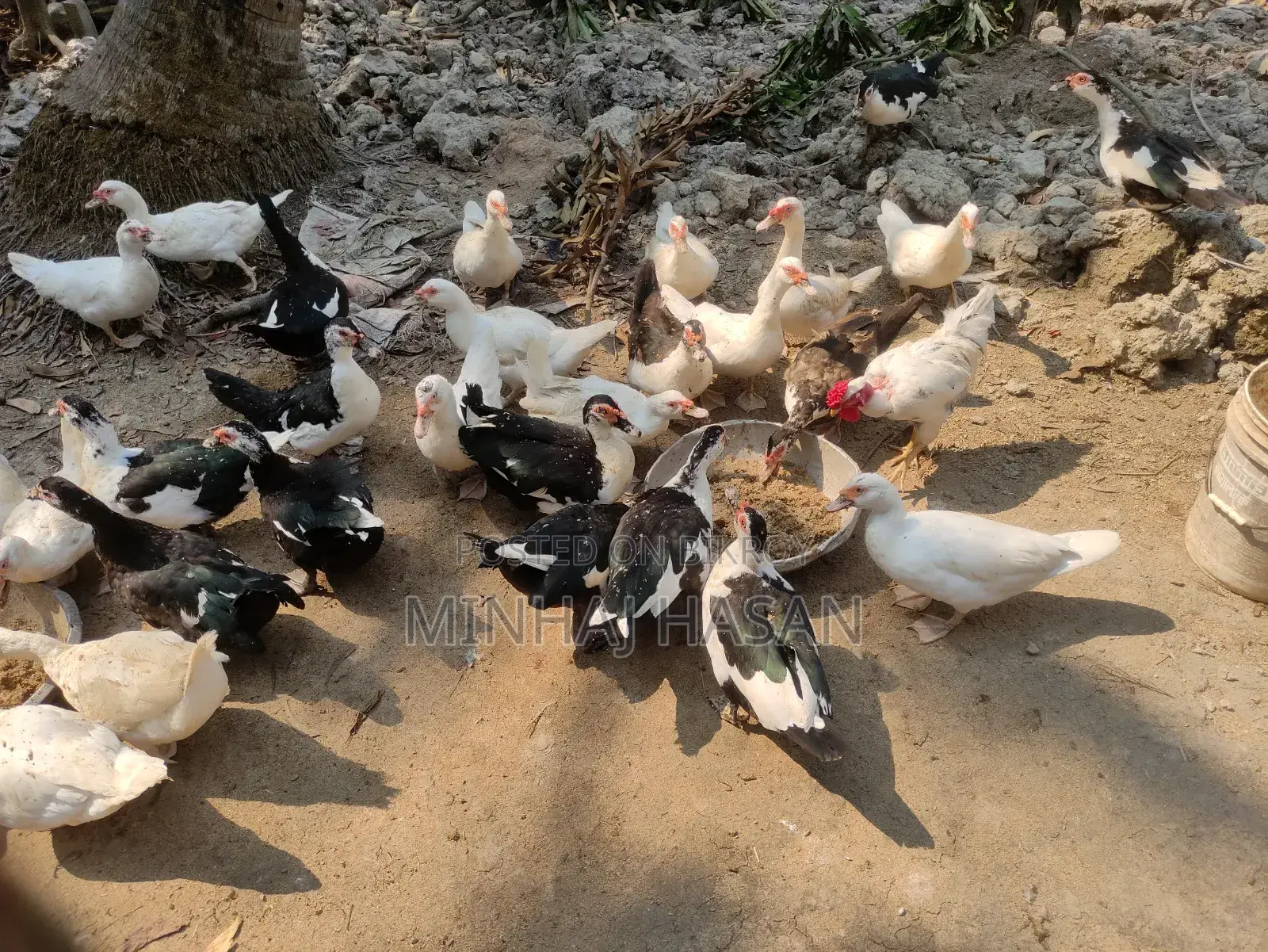 Chinese Laughing Duck