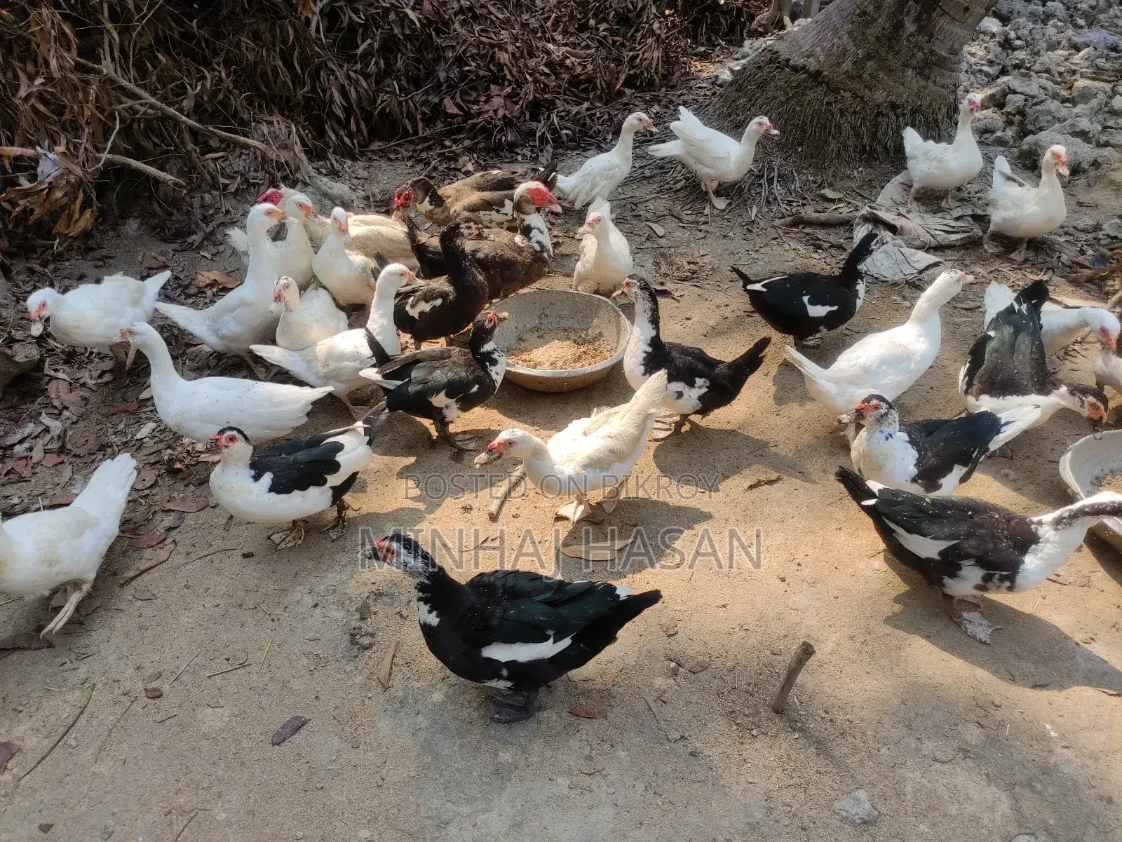 Chinese Laughing Duck