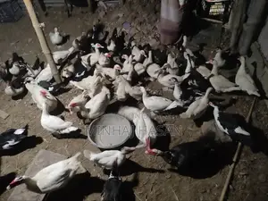 Chinese Laughing Duck