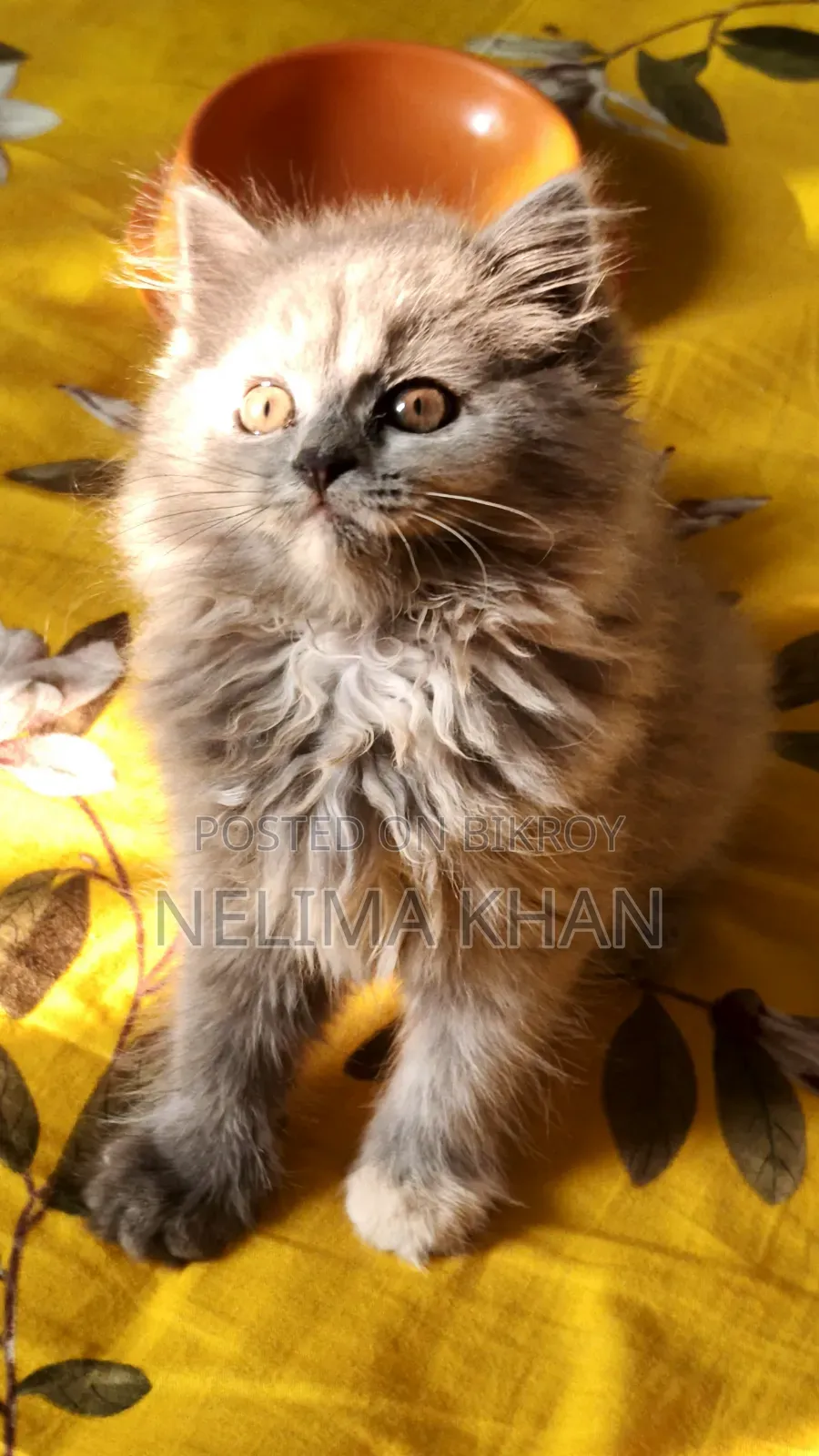 6-12 Months Female Purebred Persian