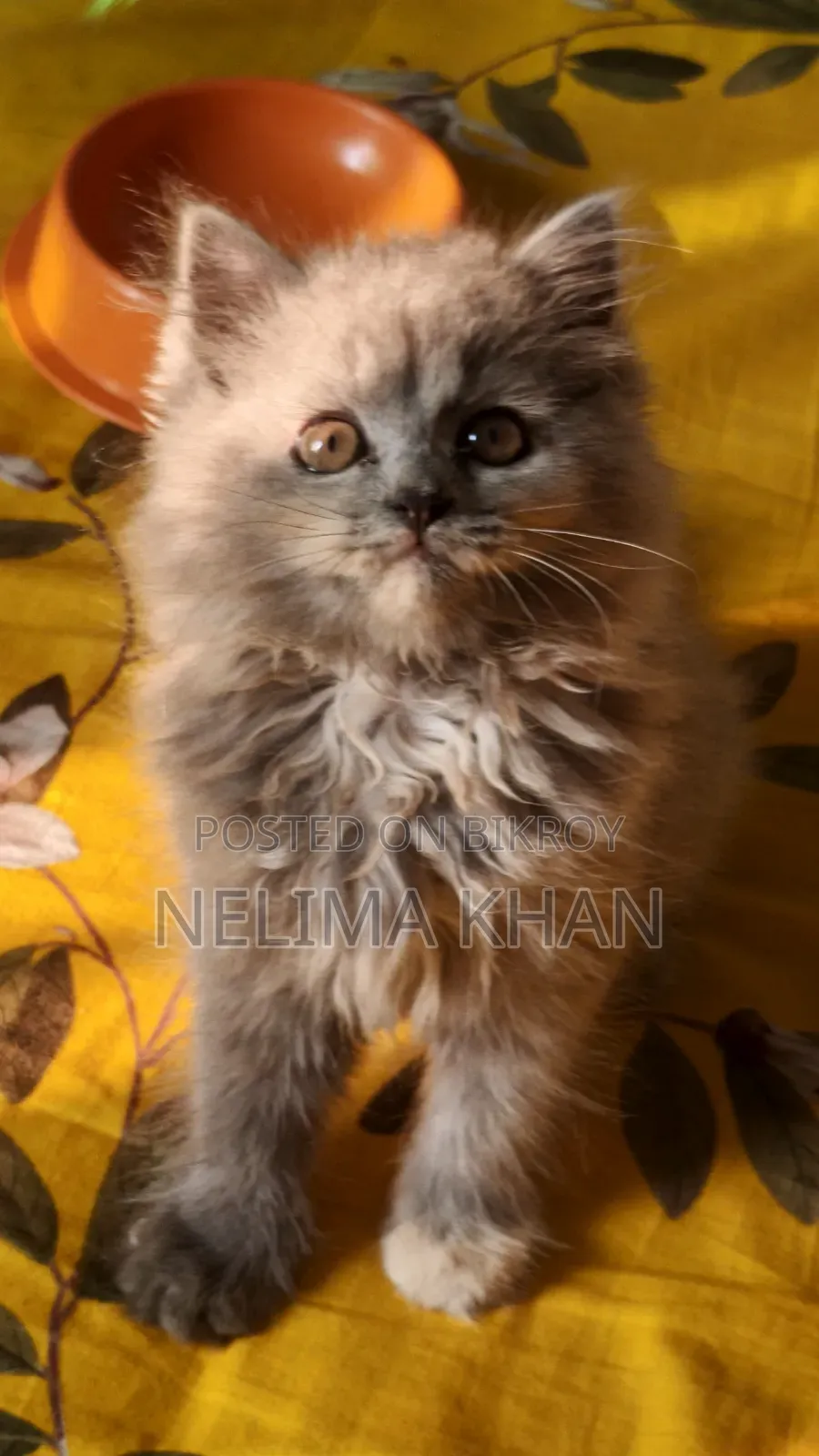 6-12 Months Female Purebred Persian