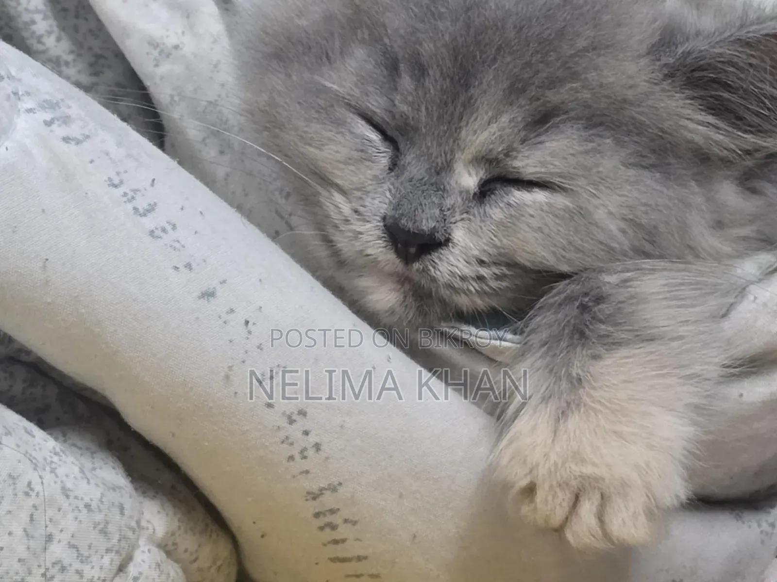 6-12 Months Female Purebred Persian