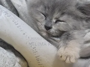 6-12 Months Female Purebred Persian