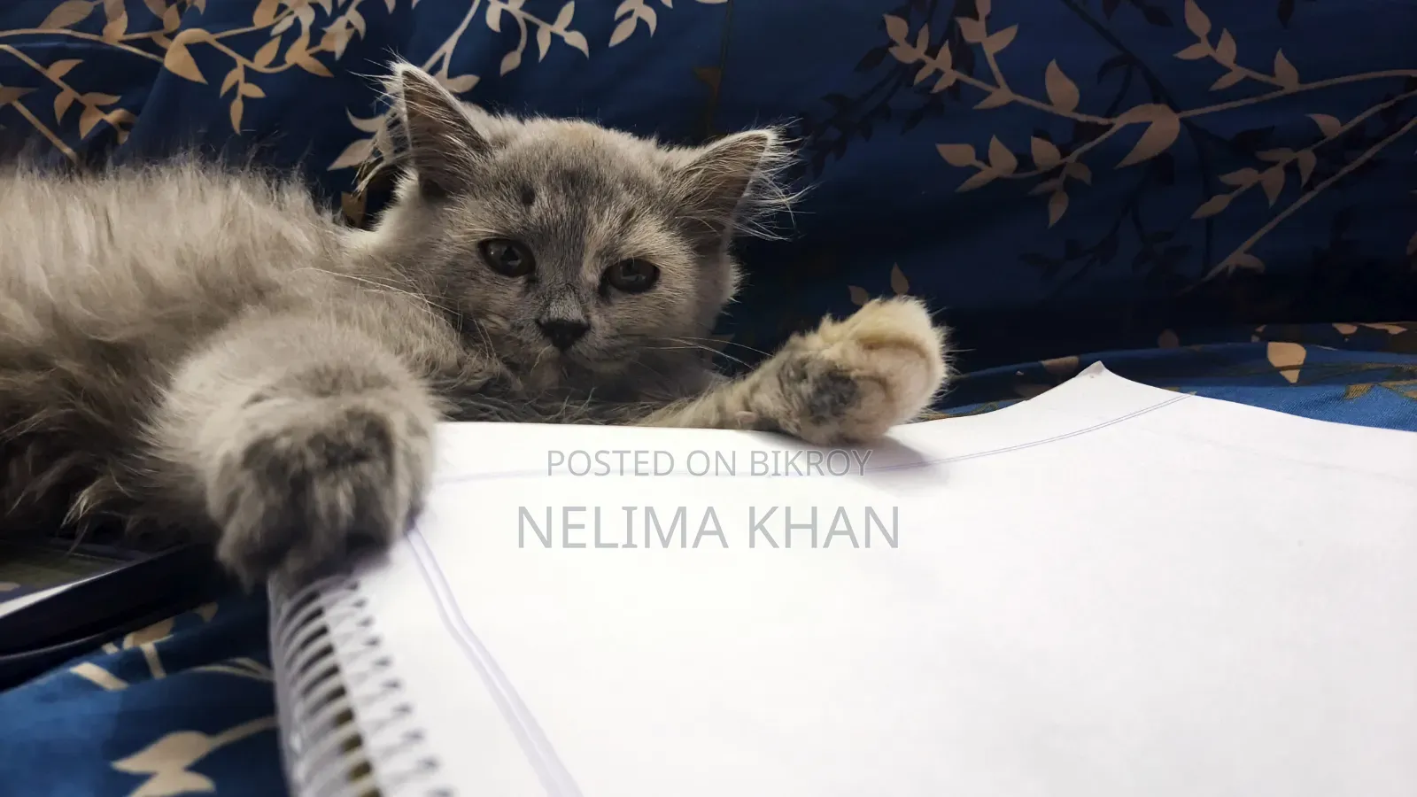 6-12 Months Female Purebred Persian