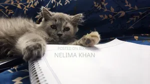 6-12 Months Female Purebred Persian
