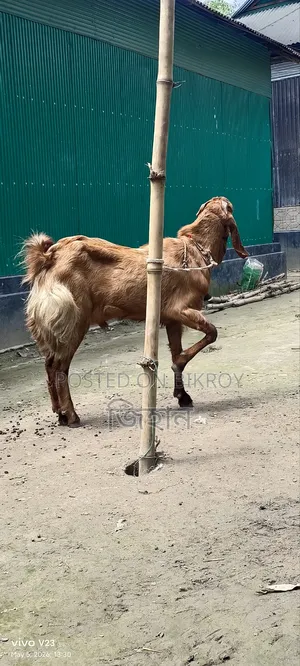 Call for details about this hobby goat