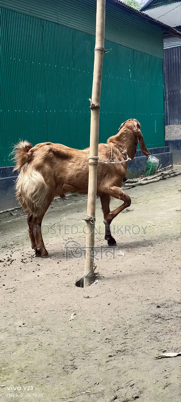 Call for details about this hobby goat