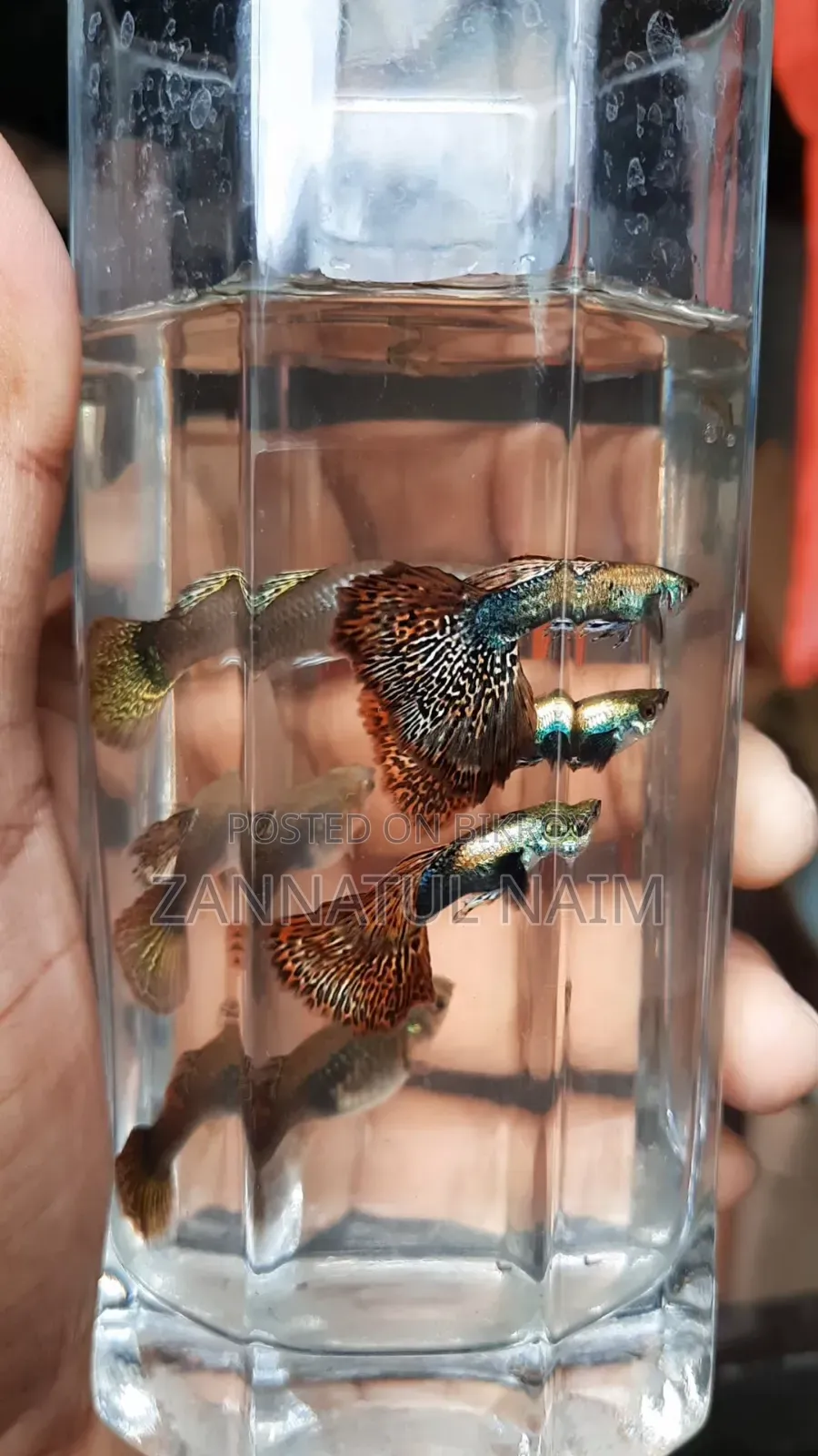 Red Dragon Hm Dumbo Blue Head Samurai